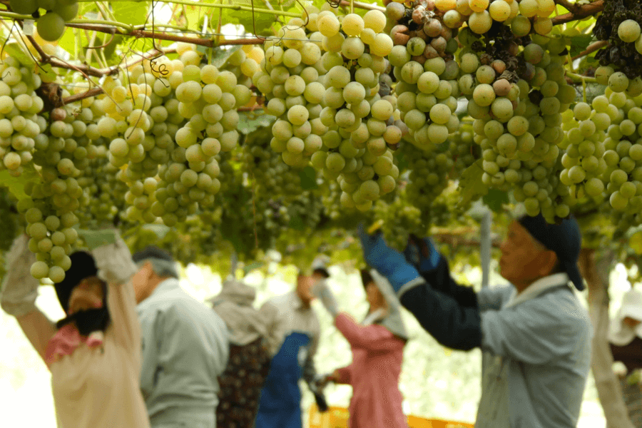 北アルプスの麓でとことん葡萄のポテンシャルを引き出すワイン造り。あづみアップルスイス村ワイナリーを訪ねました。