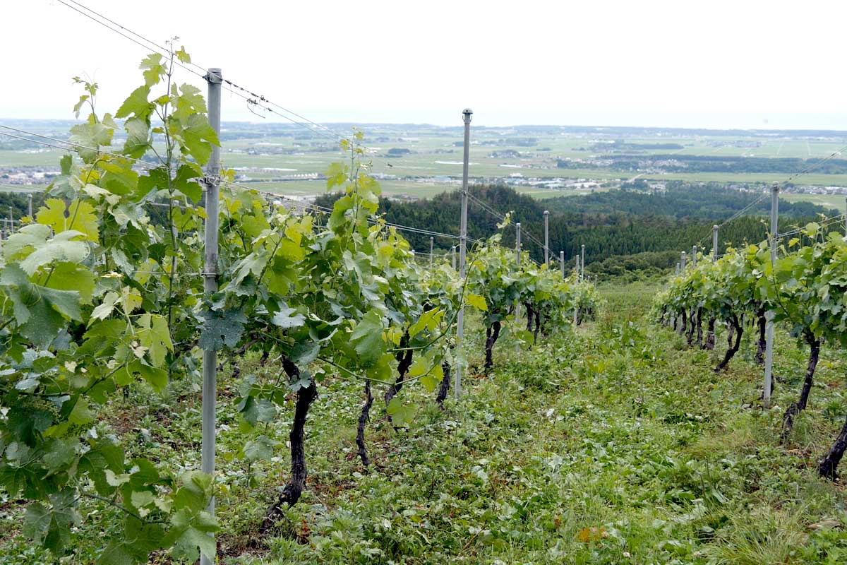 自然のままにワインを造る新潟県【胎内高原ワイナリー】を訪ねました。