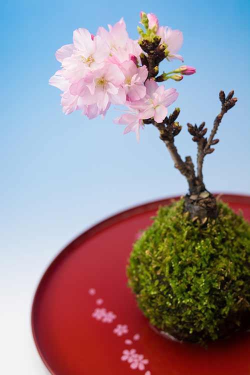 「ぼっち＜生＞花見・インドア派」と洒落てみようかなぁ……。