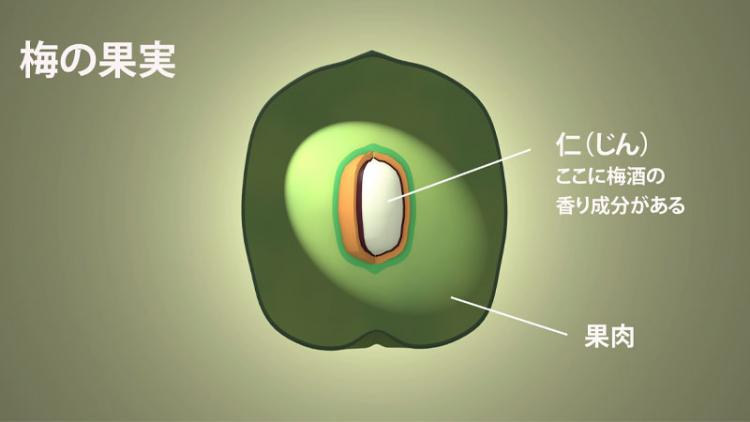 梅の実の構造イメージ図