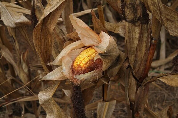 一皮剥くとピカピカのコーンが顔を出した