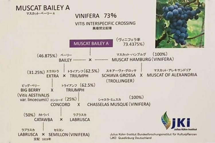 マスカット・ベーリーA種の系譜図