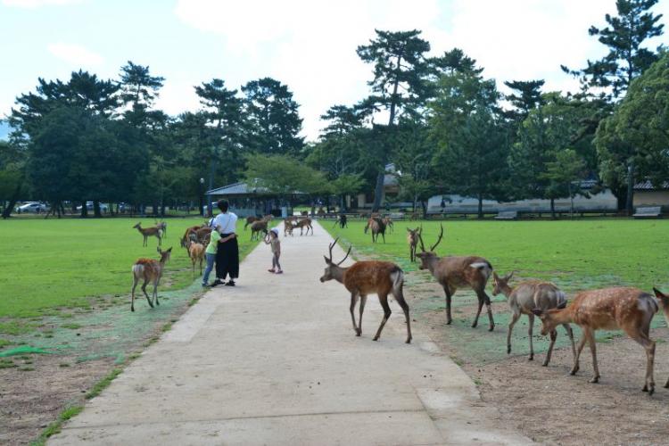 奈良公園の鹿