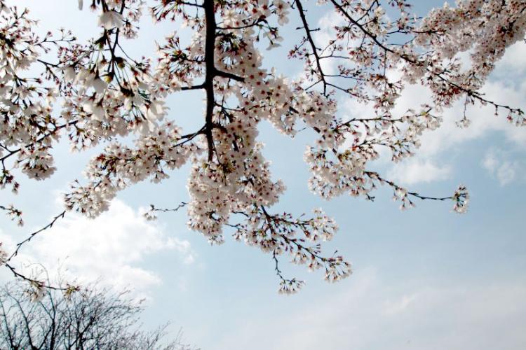 桜の花