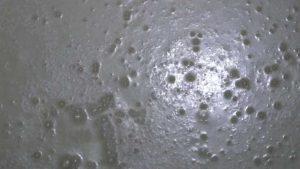 本格的な発酵、醪（もろみ）造り