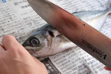 尾の方から包丁の背を滑らせ、止まる場所が包丁を入れる目安