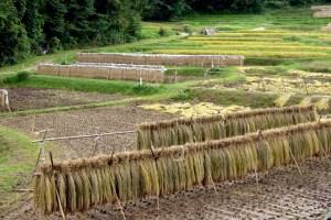 棚田2